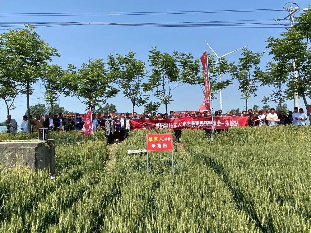 2021年康拓森永城站娘家人小麥藥肥觀摩會完滿結(jié)束！