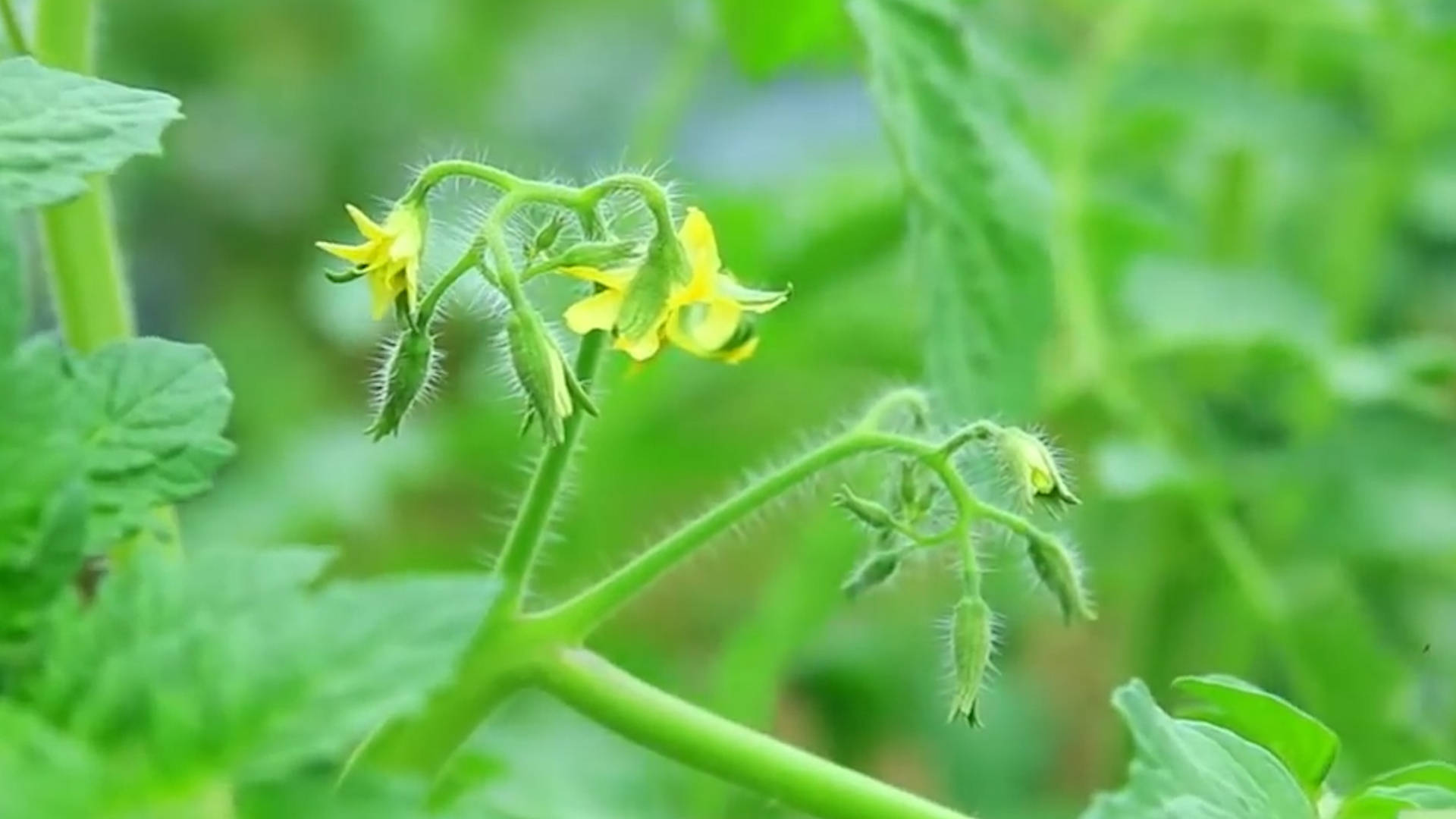 該死的“重茬”怎么辦？來看看咋解決