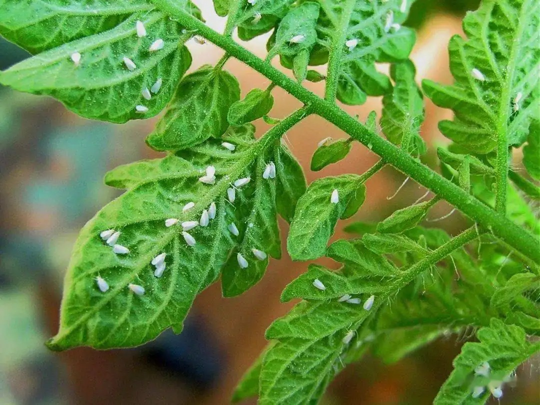 白粉虱打不干凈？教你打！
