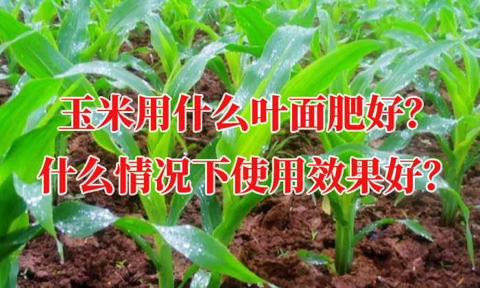 玉米用什么葉面肥好？什么情況下使用效果好？
