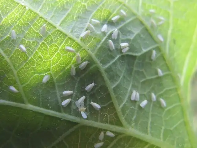白粉虱，推薦五種防治方法！