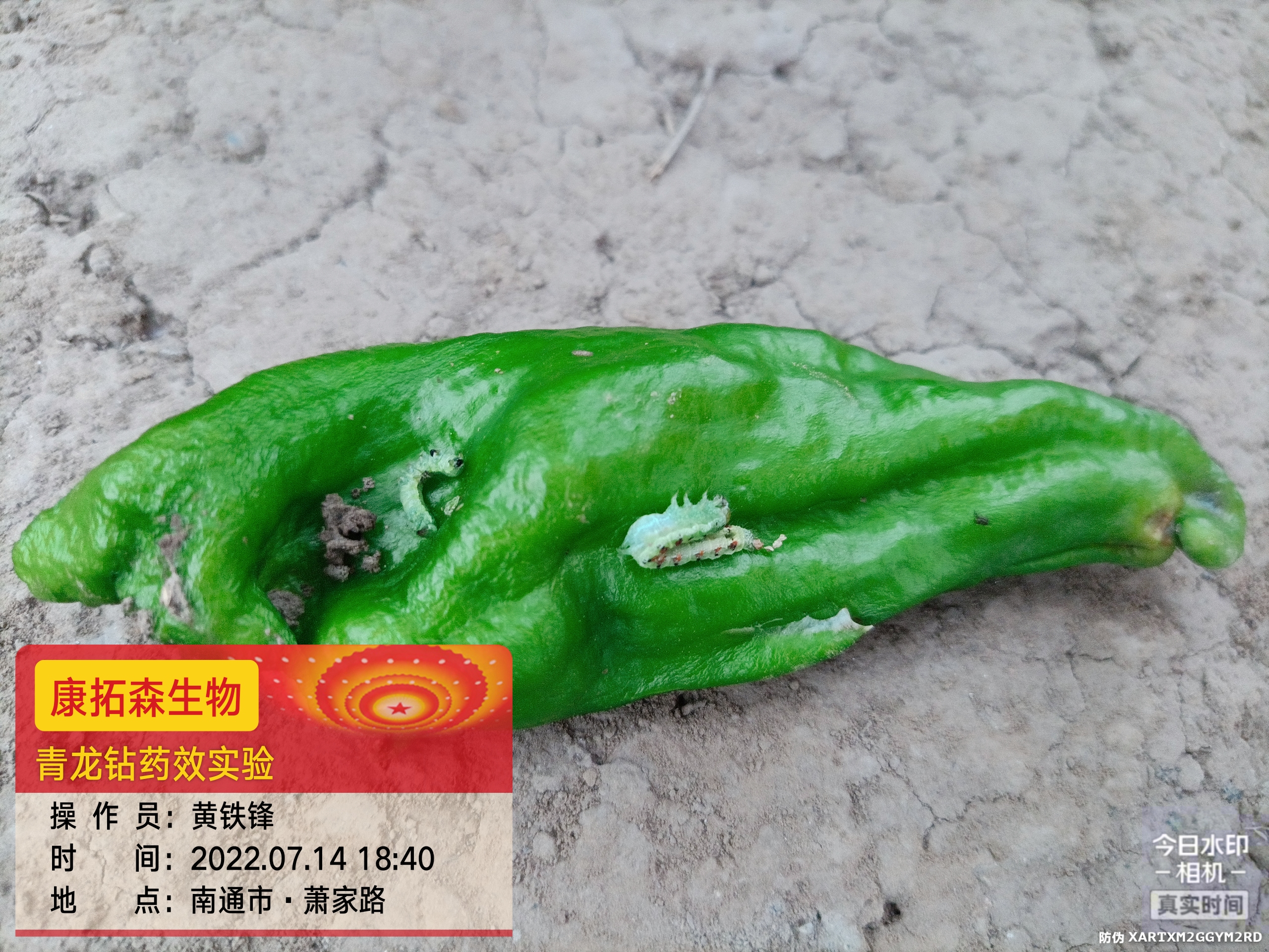 青蟲肆虐，辣椒減產(chǎn)！青龍鉆，來(lái)救場(chǎng)！