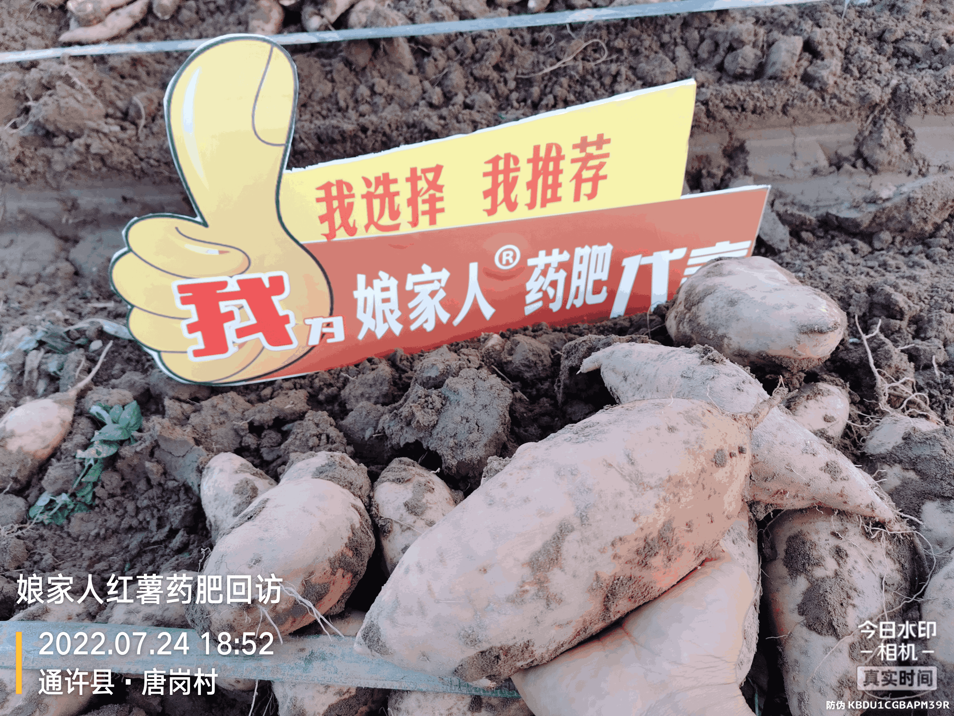 紅薯豐收，用了娘家人，“薯”你最棒！