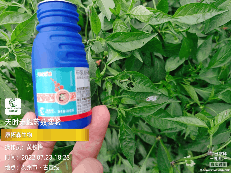 辣椒成為青蟲的“自助餐”，還好有你，天時無蛾！