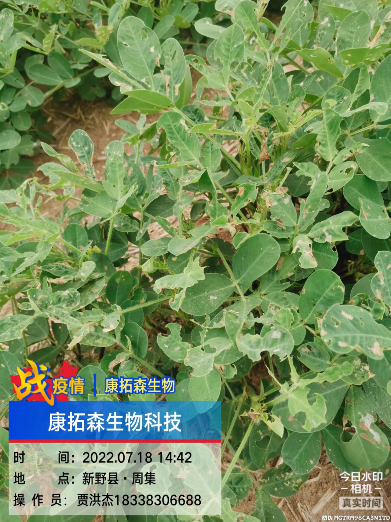 玉米、花生、大豆抗性青蟲該怎么打？