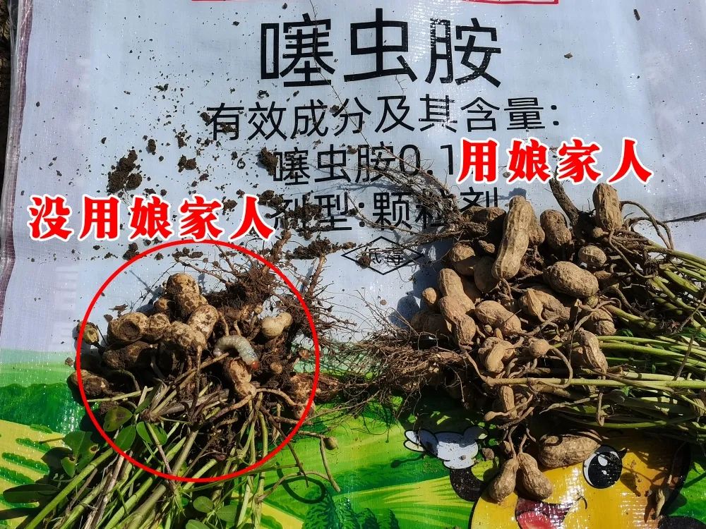 金秋花生回訪，農(nóng)戶的信任，來自于娘家人的肥效